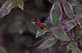 Old-fashioned Weigela florida Monet, rosey-pink, tubular inflorescence with red beetle